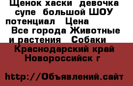 Щенок хаски, девочка супе, большой ШОУ потенциал › Цена ­ 50 000 - Все города Животные и растения » Собаки   . Краснодарский край,Новороссийск г.